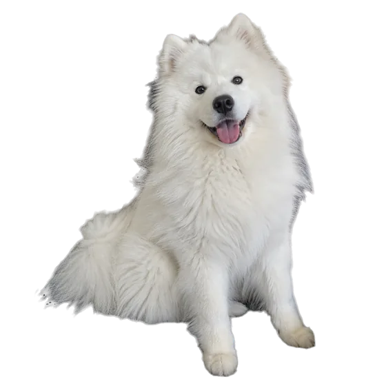 Perro de pelo largo en un sofá — Recorte