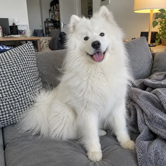 Perro de pelo largo en un sofá — Original